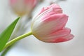 Pink tulip Royalty Free Stock Photo