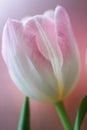 Pink tulip Royalty Free Stock Photo