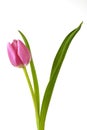 Pink tulip