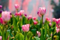 Pink tulip Royalty Free Stock Photo