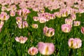 Pink tulip