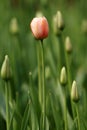 Pink tulip