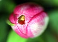 Pink Tulip