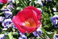 PINK TULIP