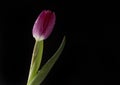 A pink tulip against black background covered in water droplets Royalty Free Stock Photo