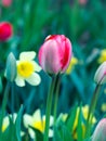 Pink tulip against white daffodils,