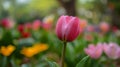 A pink tulip amidst yellow and pink flowers Royalty Free Stock Photo