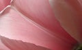 Pink tulip, background Royalty Free Stock Photo