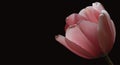 Pink tulip, background Royalty Free Stock Photo