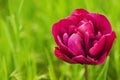 Pink Tulip