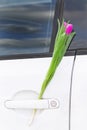 Pink tulip behind the car door handle. Women`s Day Royalty Free Stock Photo