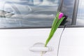 Pink tulip behind the car door handle. Women`s Day Royalty Free Stock Photo