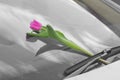 Pink tulip behind the car door handle. Women`s Day Royalty Free Stock Photo