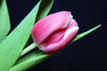 Pink tulip Royalty Free Stock Photo