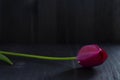 Pink tulip on black background. Bright spring tulips flowers on black background Royalty Free Stock Photo