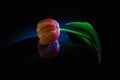 Pink tulip on a black background with reflection