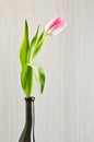 Pink tulip in the black glass vase Royalty Free Stock Photo