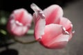 Pink tulip in bloom on sunny day. Closeup soft focus macro of i