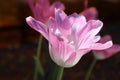 A pink Tulip blooms in the garden in summer. Big beautiful flower. Royalty Free Stock Photo