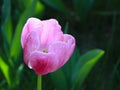 Pink tulip blossom in a garden Royalty Free Stock Photo