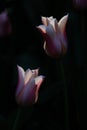 Pink tulip blossom in a garden Royalty Free Stock Photo