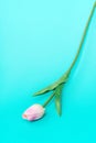 Pink tulip on a blue background vertically falling from top to bottom
