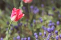 Pink tulip in blue grape hyacinth feild Royalty Free Stock Photo