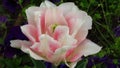 Beautiful two-tone pink double bloom tulip. Annelinde. Royalty Free Stock Photo