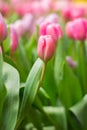 Pink tulip with bokeh