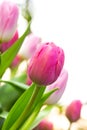 Pink tulip with bokeh