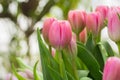 Pink tulip with bokeh