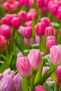 Pink tulip with bokeh, Center focus