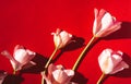 Pink tulip bouquet on red background. Royalty Free Stock Photo