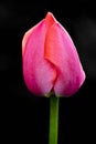 Pink Tulip Bud with Black Background