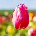 Pink Tulip bud in a field Royalty Free Stock Photo