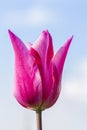 Pink Tulip bud Royalty Free Stock Photo