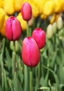 Pink Tulip Buds Royalty Free Stock Photo