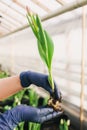 Pink tulip and bulb in hand Royalty Free Stock Photo