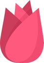 Pink tulip burgeon on a white background. Vector