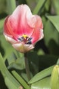 Pink tulip close up portrait Royalty Free Stock Photo