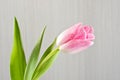 Pink tulip close up Royalty Free Stock Photo