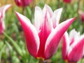 Pink Tulip Royalty Free Stock Photo