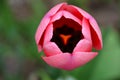 Peek inside a newly unfolding Pink Tulip