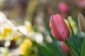 Pink tulip closeup bokeh