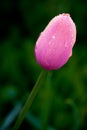 Pink tulip