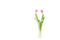 Pink tulip couple and the vase in the white #2 Royalty Free Stock Photo
