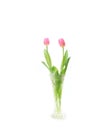 Pink tulip couple and the vase in the white Royalty Free Stock Photo