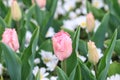 Pink tulip with crenated leaves Royalty Free Stock Photo