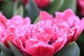 Pink tulip with crenelated white edges