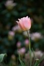 A pink tulip on a dark background. Spring perennial flowering plants grown as ornaments for its beauty and floral